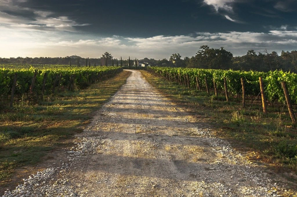 Photo d'un chemin de vigne en Italie